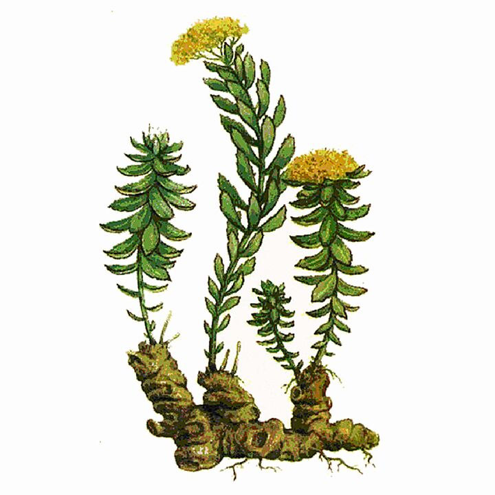 Rosela Rhodiola提取物作为Gigant Gel的一部分